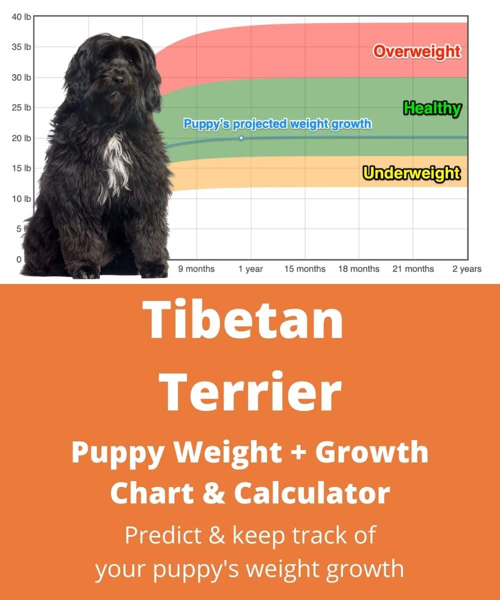 tibetan-terrier Puppy Weight Growth Chart